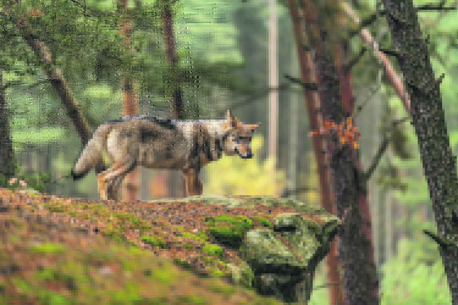Lone wolf running in autumn forest Czech Republic