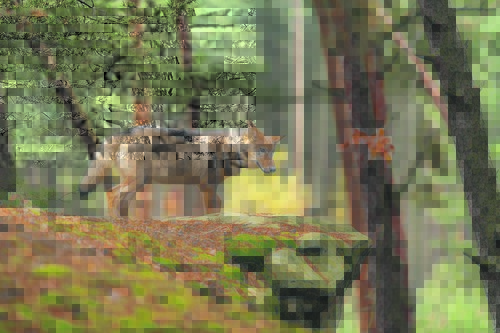 Lone wolf running in autumn forest Czech Republic